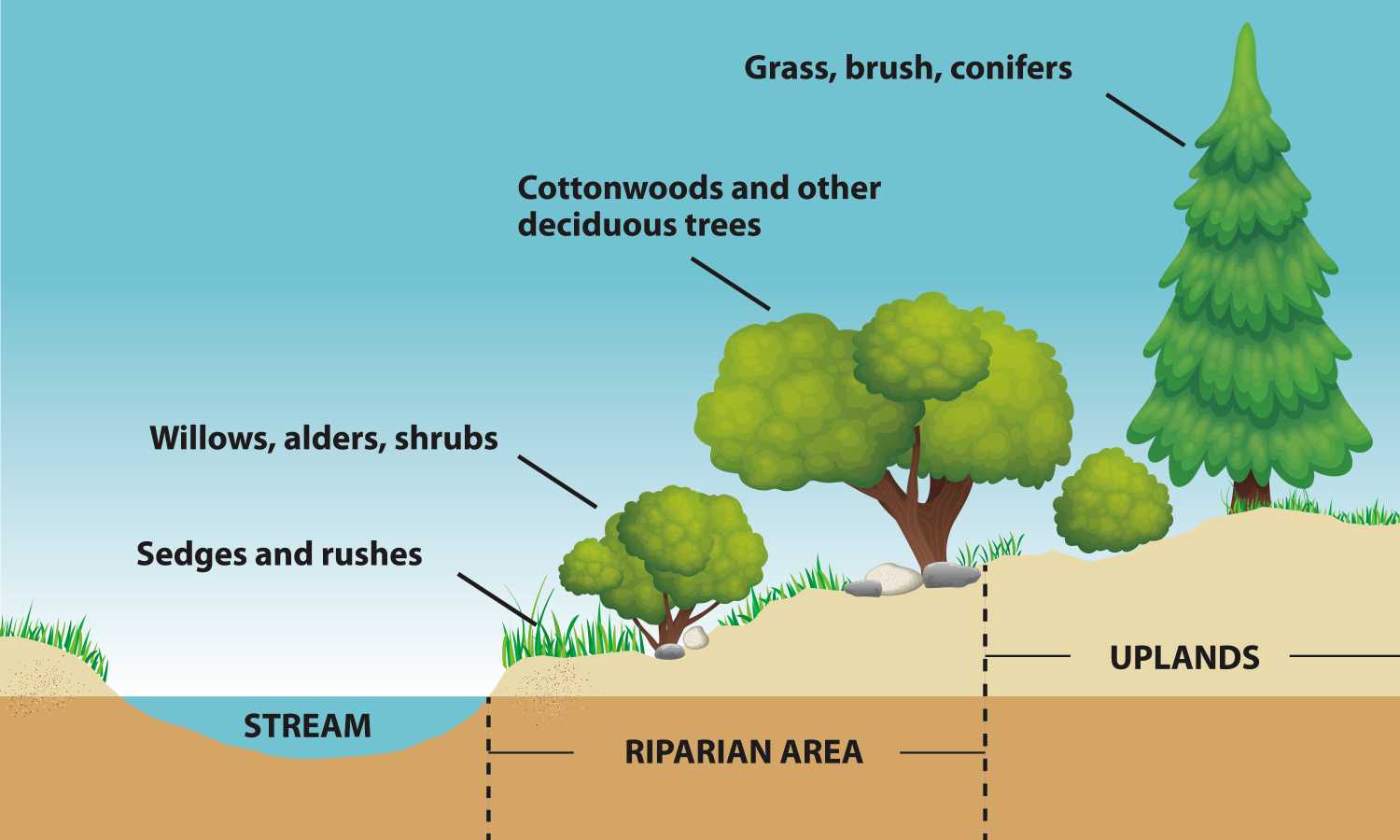 riparian-area-graphic