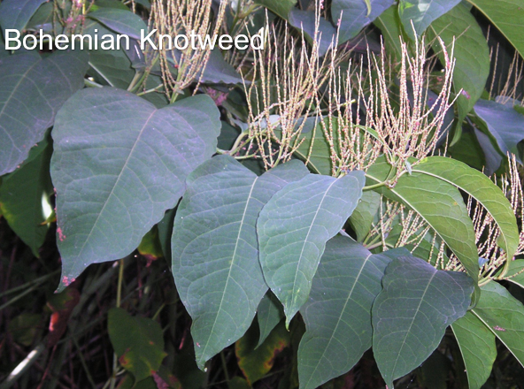 Bohemian knotweed w text