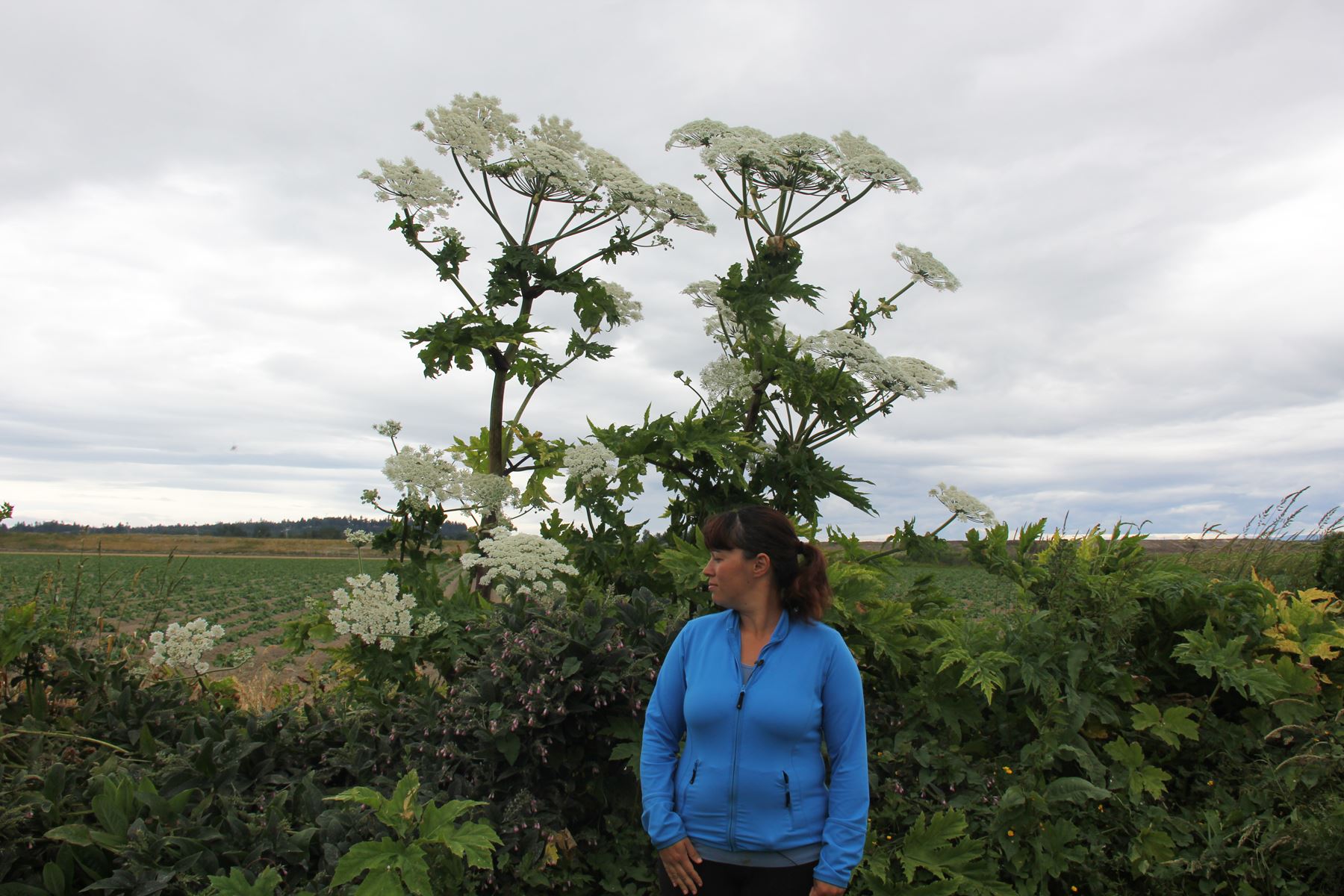 Giant hogweed - IPCMV