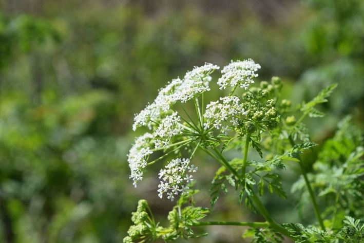 Poison Hemlock 1