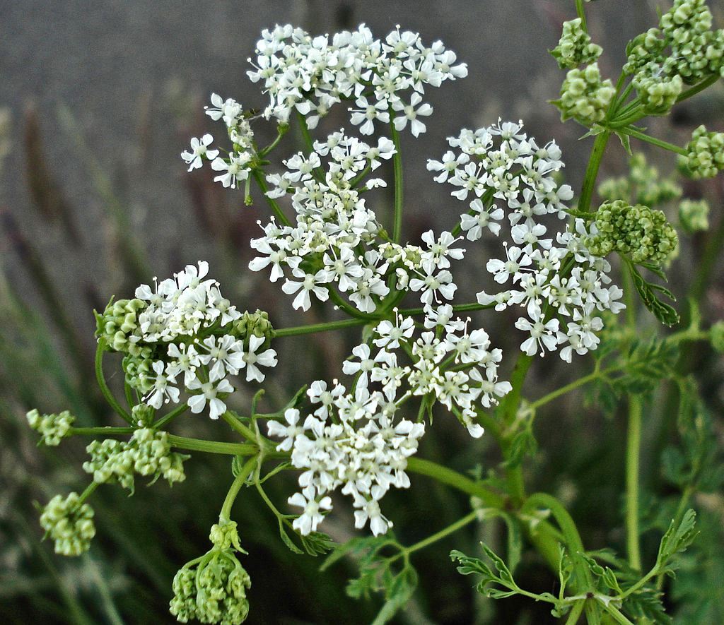 Poison Hemlock Wikimedia
